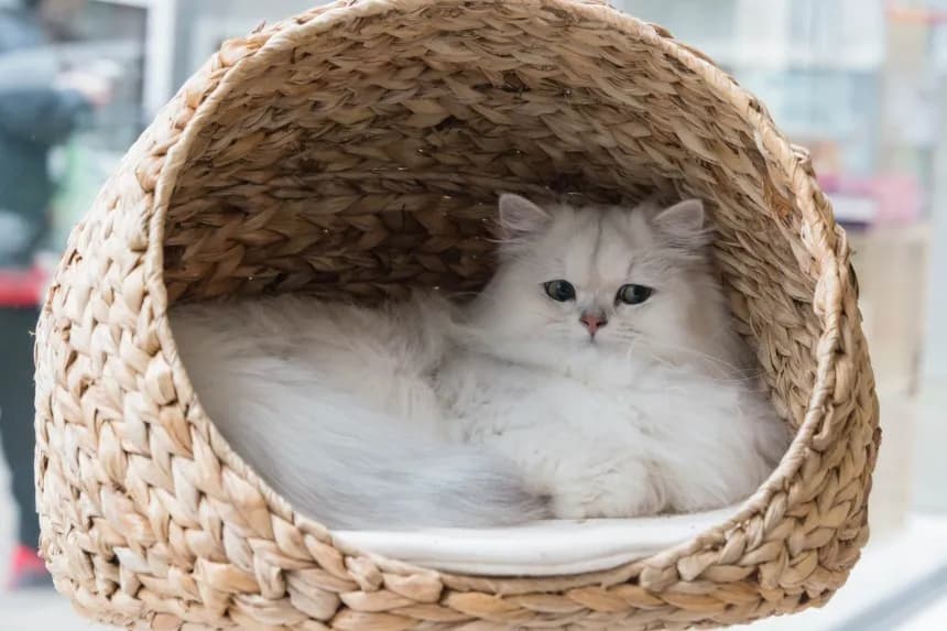 Kotka znaczy teren? Poznaj przyczyny i skuteczne rozwiązania